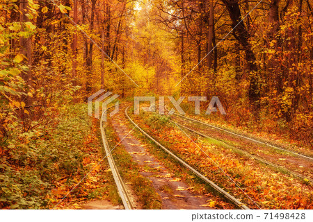 Rails in the forest Rails in the forest 71498428