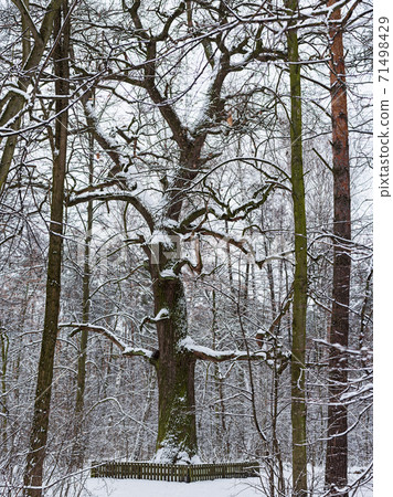 Winter park with big oak tree 71498429