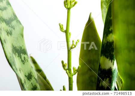 branch of sansevieria buds with nectar drops, closeup of a flower with striped leaves on a white background. 71498513