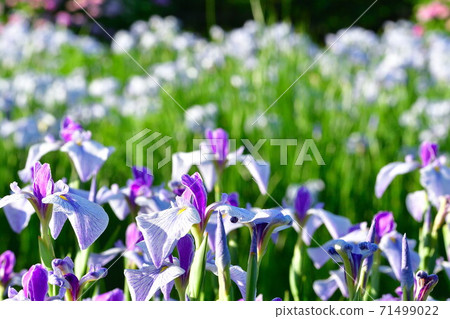 葫蘆A魚花園（新潟縣） 71499022