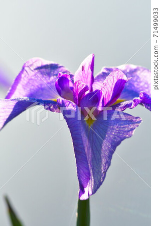 葫蘆A魚花園(新潟縣) 葫蘆A魚花園(新潟縣) 71499033