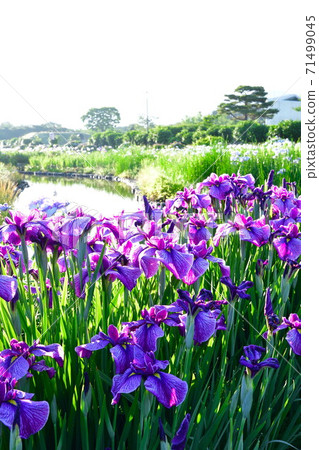 葫蘆A魚花園（新潟縣） 71499045