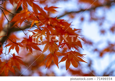 Maple Maple 71499354
