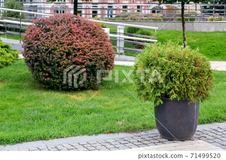 granite pot with an evergreen bush on a pedestrian sidewalk made of stone tiles in a park with a green landscape, greenery background theme, nobody. granite pot with an evergreen bush on a pedestrian sidewalk made of stone tiles in a park with a green landscape, greenery background theme, nobody. 71499520
