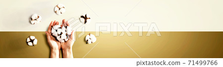 Female hands holding cotton flowers Female hands holding cotton flowers 71499766