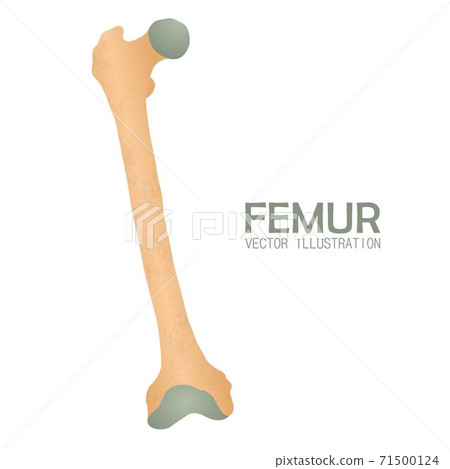 Femur bone vector illustration isolated on white background Femur bone vector illustration isolated on white background 71500124