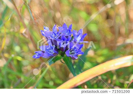 龍膽花 71501200