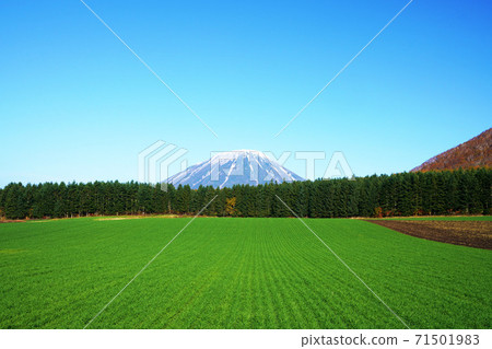 Wheat field and Ezo Fuji_Mt. Yotei 71501983
