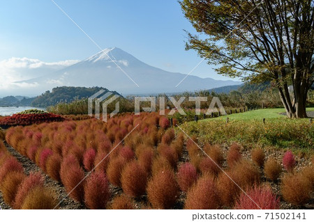 山梨縣川口湖的秋葉和富士山的秋葉 山梨縣川口湖的秋葉和富士山的秋葉 71502141