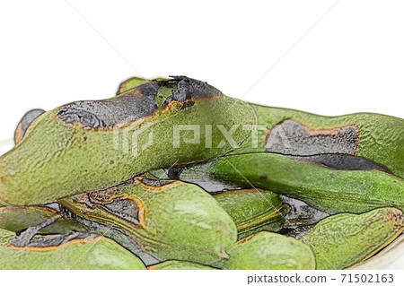 Home-cooked and simple home-cooked "grilled broad beans" colored pencil drawing style 71502163