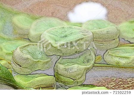 自製和簡單的自製“鹽煮索拉豆”彩色鉛筆素描風格 自製和簡單的自製“鹽煮索拉豆”彩色鉛筆素描風格 71502259