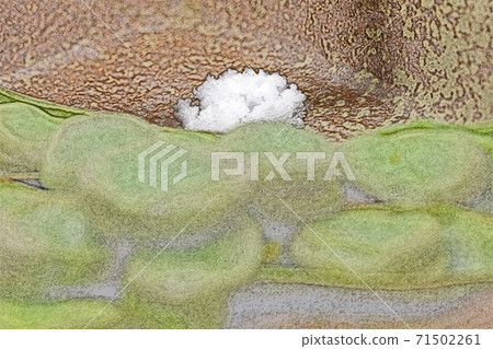 自製和簡單的自製“鹽煮索拉豆”彩色鉛筆素描風格 自製和簡單的自製“鹽煮索拉豆”彩色鉛筆素描風格 71502261