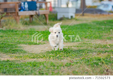 Pomex，喜歡在碼頭跑步的小狗 71502573