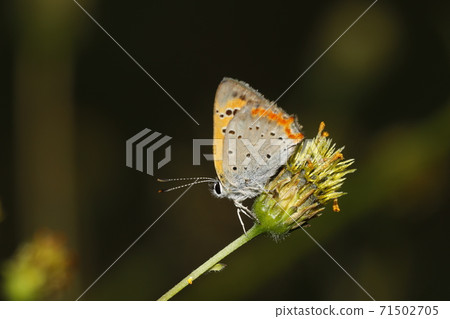 貝尼西米早晨 71502705