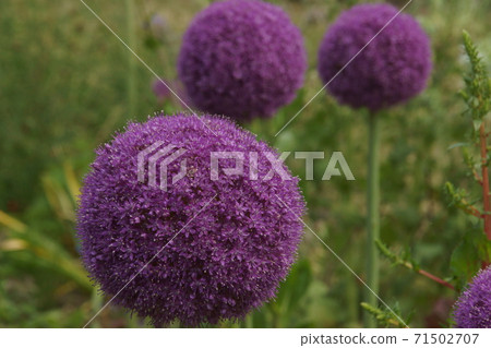 Rurita thistle Rurita thistle 71502707