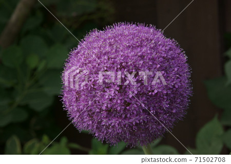 Rurita thistle Rurita thistle 71502708