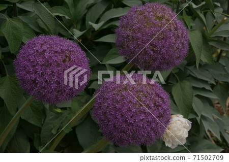 魯里塔薊 71502709