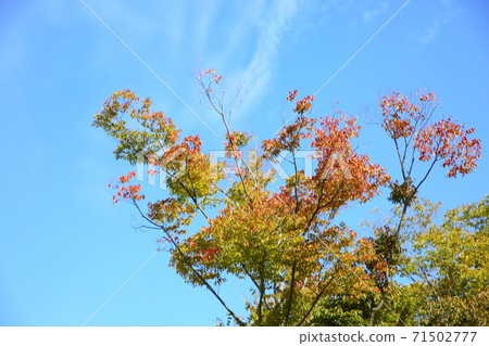 櫸樹葉子變色 71502777