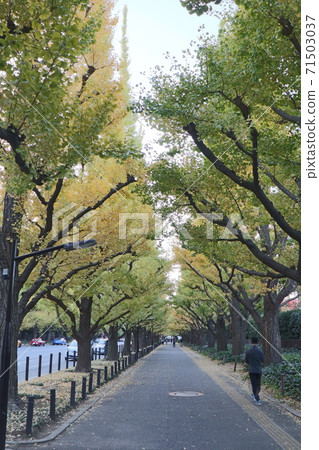 Ginkgo aki Ginkgo aki 71503037
