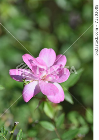 玫瑰(Rosa Kinensis minima) 玫瑰(Rosa Kinensis minima) 71503088