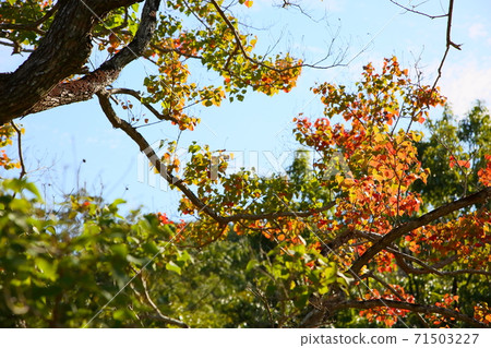 Nankinghase autumn leaves Nankinghase autumn leaves 71503227