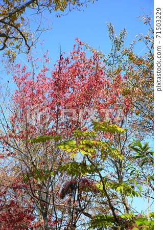 Sakura's autumn leaves Sakura's autumn leaves 71503229