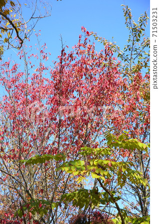 Cherry-blossoms autumn leaves Cherry-blossoms autumn leaves 71503231