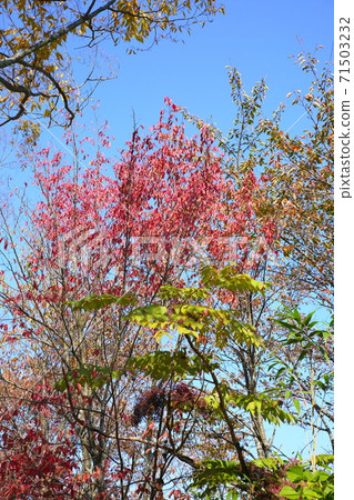Cherry-blossoms autumn leaves Cherry-blossoms autumn leaves 71503232