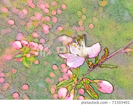 Pink flower "Niwaume" that emerges fantastically in the morning sun and comes alive. Colored pencil drawing style 71503401