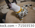 Boston Terrier 71503530