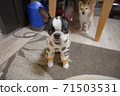Boston Terrier 71503531