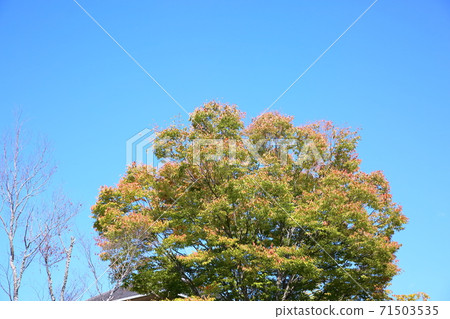 Zelkova leaves changing color Zelkova leaves changing color 71503535