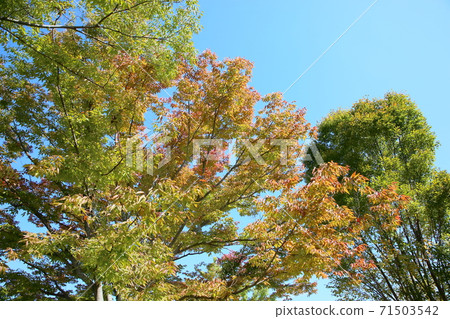 Zelkova leaves changing color 71503542