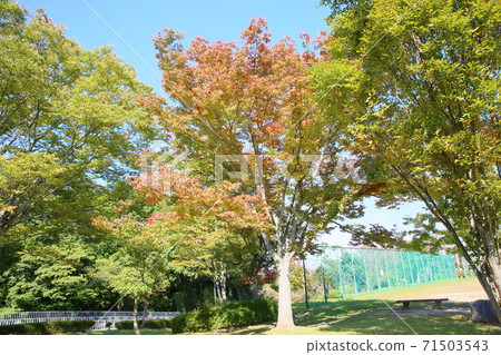 Zelkova leaves changing color 71503543