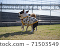 Mameshiba and Boston Terrier 71503549