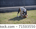 Mameshiba and Boston Terrier 71503550