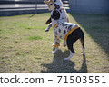 dog, dogs, boston terrier 71503551