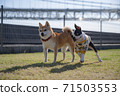 dog, dogs, boston terrier 71503553