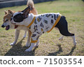 dog, dogs, boston terrier 71503554