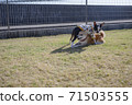 dog, dogs, boston terrier 71503555