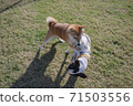 dog, dogs, boston terrier 71503556