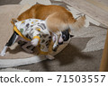 dog, dogs, animal 71503557
