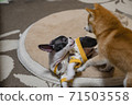 dog, dogs, boston terrier 71503558