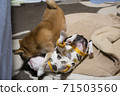dog, dogs, boston terrier 71503560