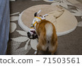 dog, dogs, boston terrier 71503561