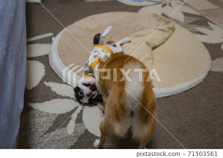 毛孩 狗 狗狗 71503561
