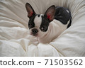 dog, dogs, boston terrier 71503562