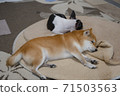 dog, dogs, boston terrier 71503563