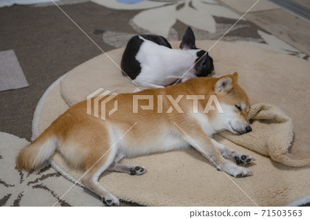 dog, dogs, boston terrier 71503563