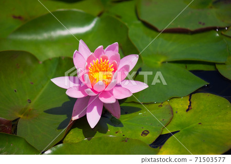Pink lily flowers Pink lily flowers 71503577
